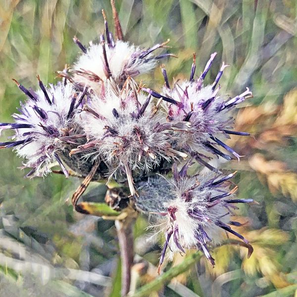 Saussurea alpina Op Dovre Grimsdalen 2020.08 4 R.Elven a